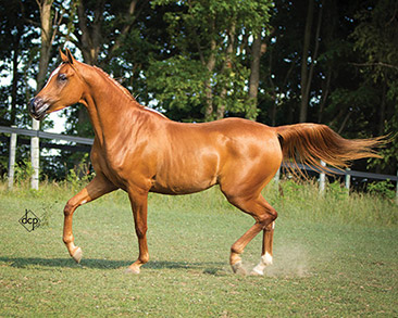 jerland arabians
