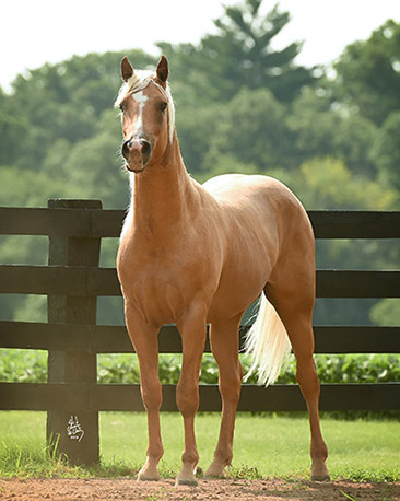 jerland arabians