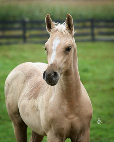 jerland arabians