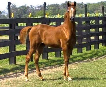 jerland arabians
