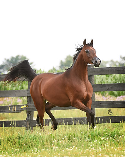 2010 colt
