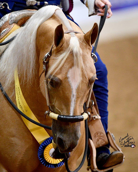 Jerland Arabians