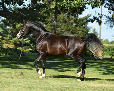 jerland arabians