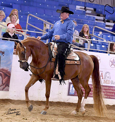 jerland arabians