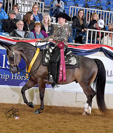 jerland arabians
