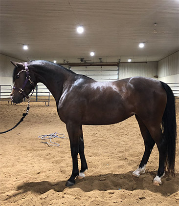 jerland arabians