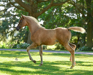 jerland arabians