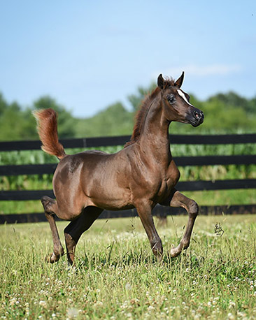 jerland arabians