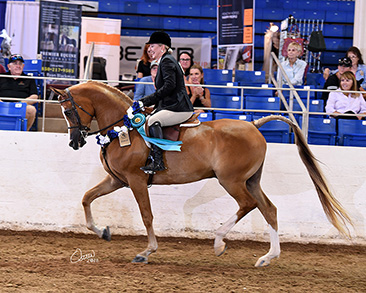 jerland arabians