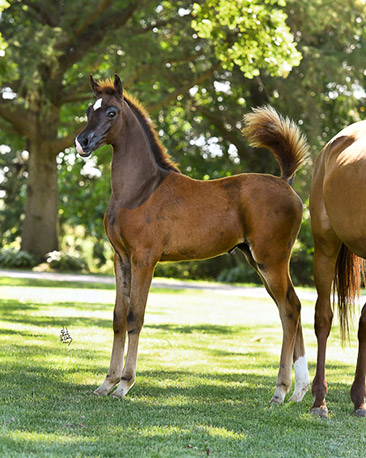 jerland arabians