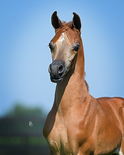 puccini j