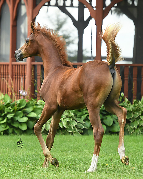 fernando j