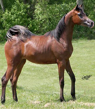 ucello j