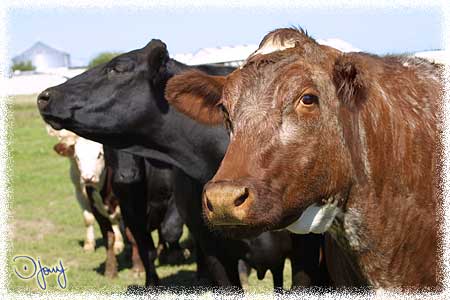 Beef Cows