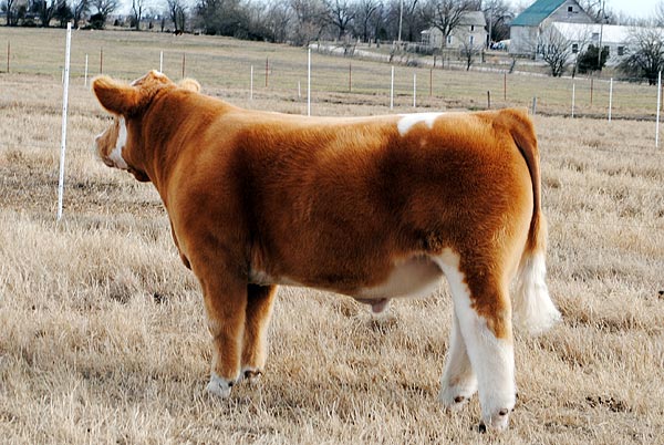 bull