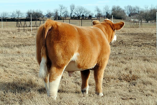 bull