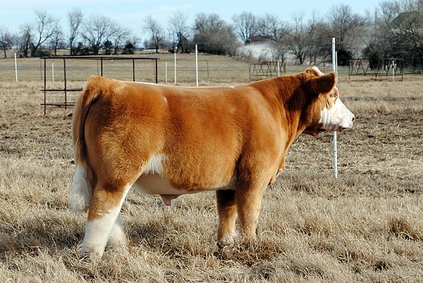 bull