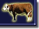 Beef Cow Photo