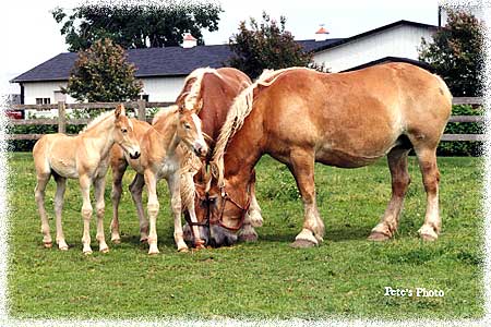 Belgian Family