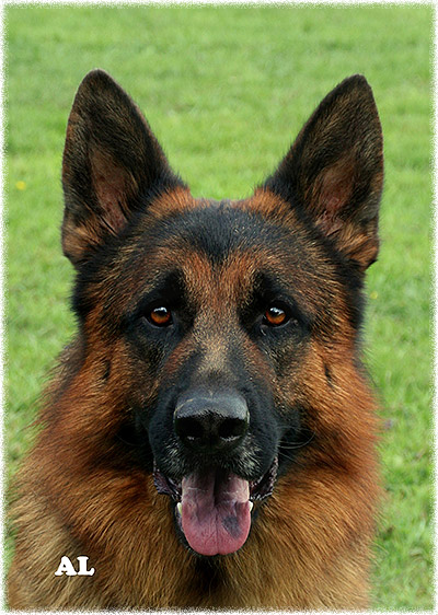 Jerland Kennels German Shepherd Dogs Adult Dogs