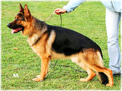 Jerland Kennels German Shepherd Dogs Adult Dogs