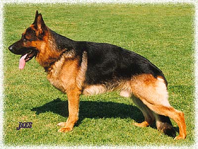 Shepherd Photo