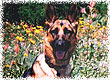 Palmer
