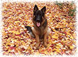jerland kennels