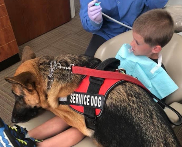 are german shepherds the best service dogs