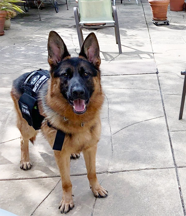 are german shepherds the best service dogs