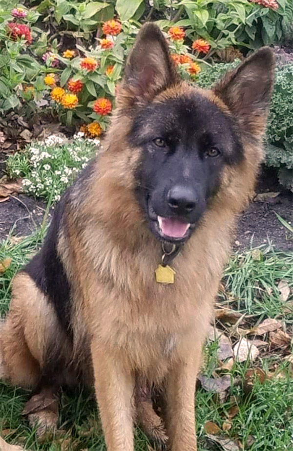 dog