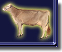 swiss image